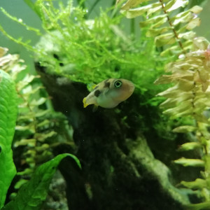 Publication de dams-soa