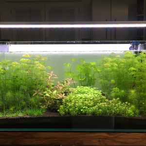 Mon premier aquarium