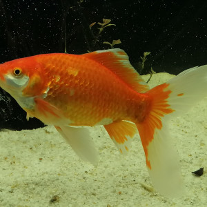 Publication de dams-soa