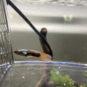 Publication de marius-moullec