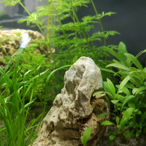 Publication de M.Cabou