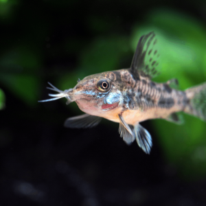 Publication de MarleneMLX