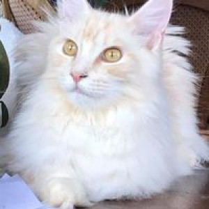 isabelle-bouchet