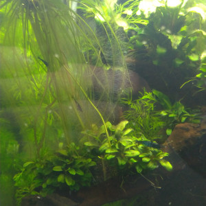 Publication de Saykeer