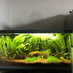 Mon 1er aquarium