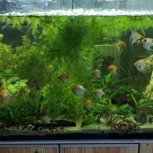 Publication de Blitz