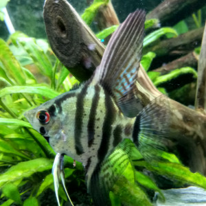 Publication de Marek