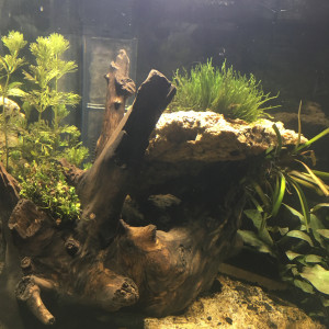 Publication de LePoulpe