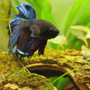 Bac Betta
