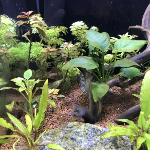 Publication de Mateuf