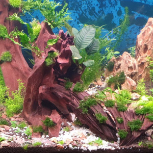 Publication de coco51