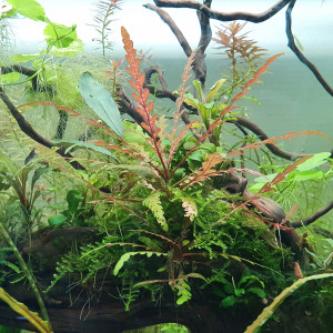 Publication de Minipote768