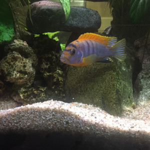 Publication de tuxinblack