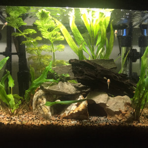 Publication de tuxinblack