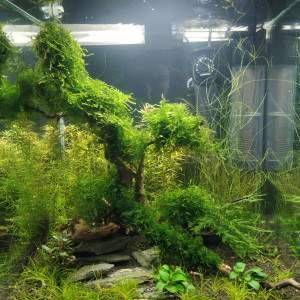 Publication de despierg