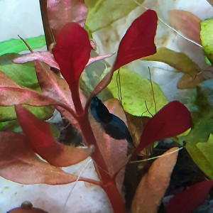 Publication de laure-poussinsky