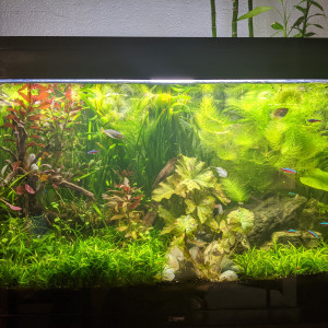 Publication de Eosss