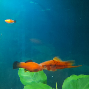 Publication de Lulu82