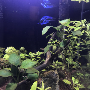 Publication de Mateuf