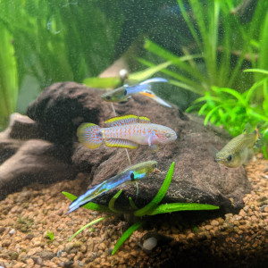 Publication de Eosss