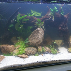 Publication de 3melano