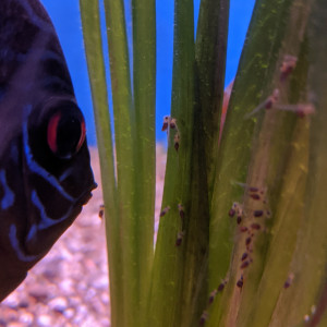 Publication de Blogui