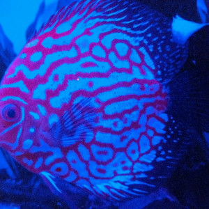 Publication de Blogui