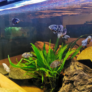 AMERICAN CICHLIDS