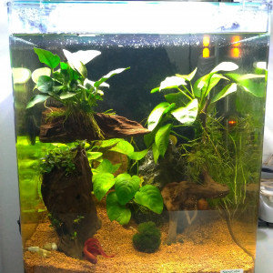 Publication de Saykeer