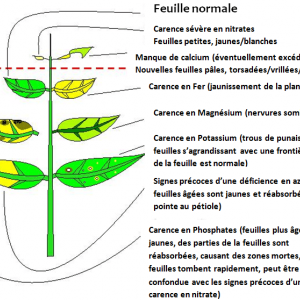 Publication de Phoenix17