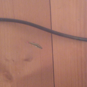 Publication de Phoenix17