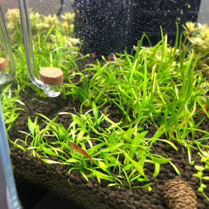 Publication de Aquata