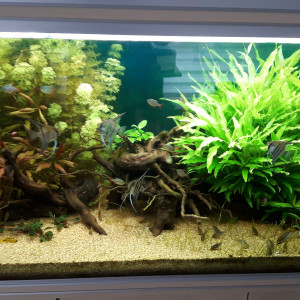 500L. Amazonien