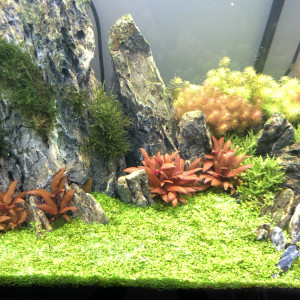 Publication de Lottomans