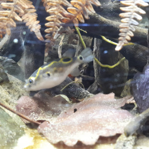 Publication de La_Loutre_du_Printemps