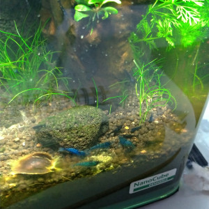 Publication de Saykeer