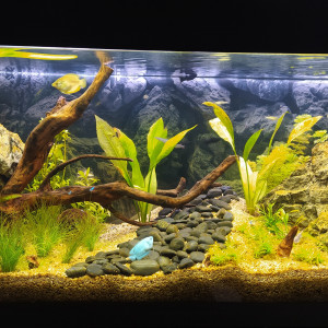 La Jungle