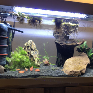 Aquarium biotope ouest africain