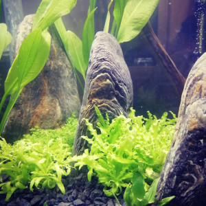 Nano Cube