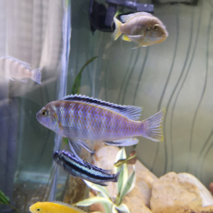 Publication de Loic62