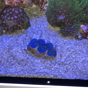 Publication de FrancoisAdam