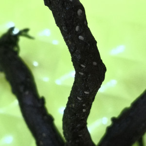 Publication de matthaux