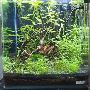 Publication de Delcourte