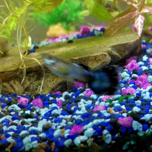 Publication de bergerat-gerard