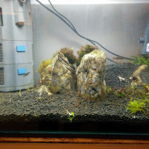 Publication de Niwils