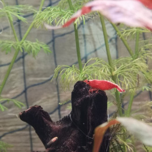 Publication de MayZark