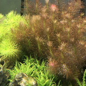 Publication de Lottomans