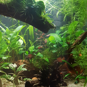 Publication de Mevew