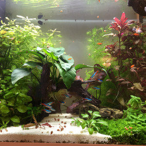 Publication de Gigibebou