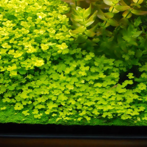 Hydrocotyle tripartita Sp. Japan
